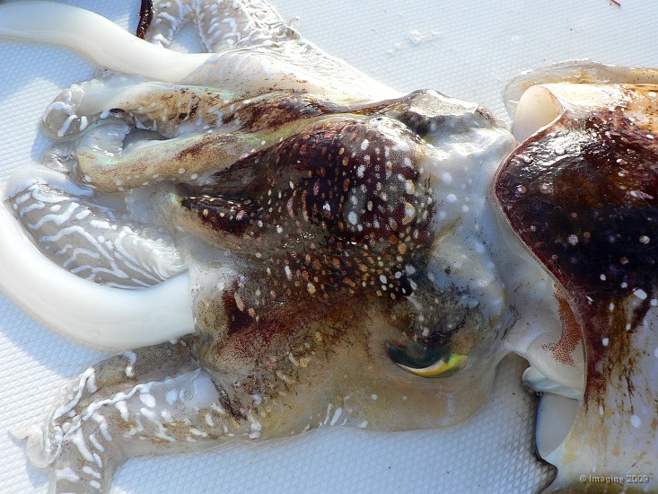 164- La tete de la seche.JPG